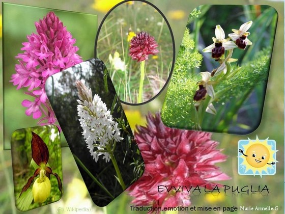 Image hébergée par Casimages.com:Puglia-fiori