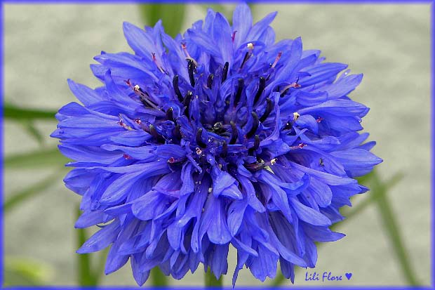 Image hébergée par Casimages.com : votre hébergeur d images simple et gratuit