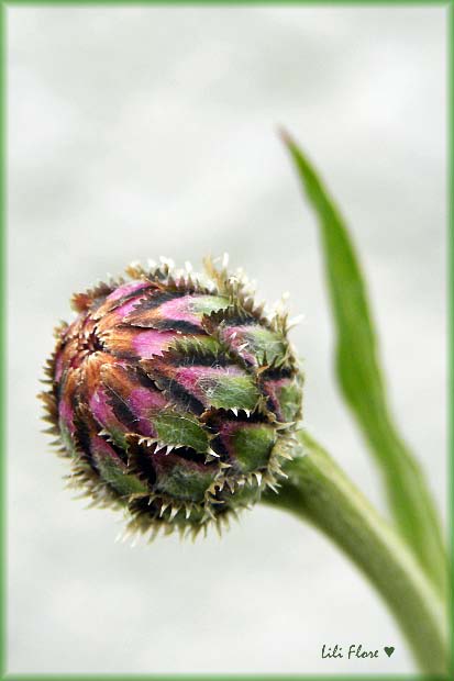 Image hébergée par Casimages.com : votre hébergeur d images simple et gratuit