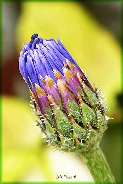 Image hébergée par Casimages.com : votre hébergeur d images simple et gratuit
