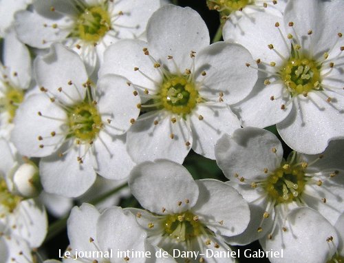 fleur blogue sherbrooke