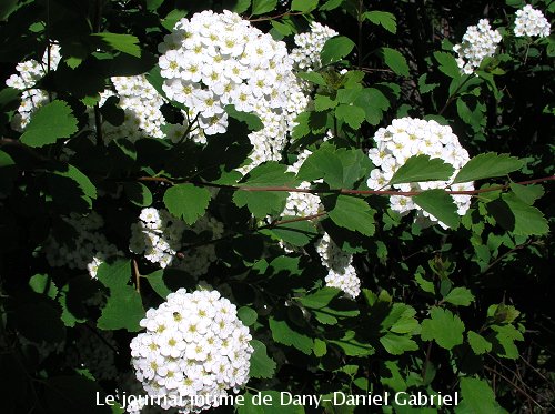 fleur blogue sherbrooke