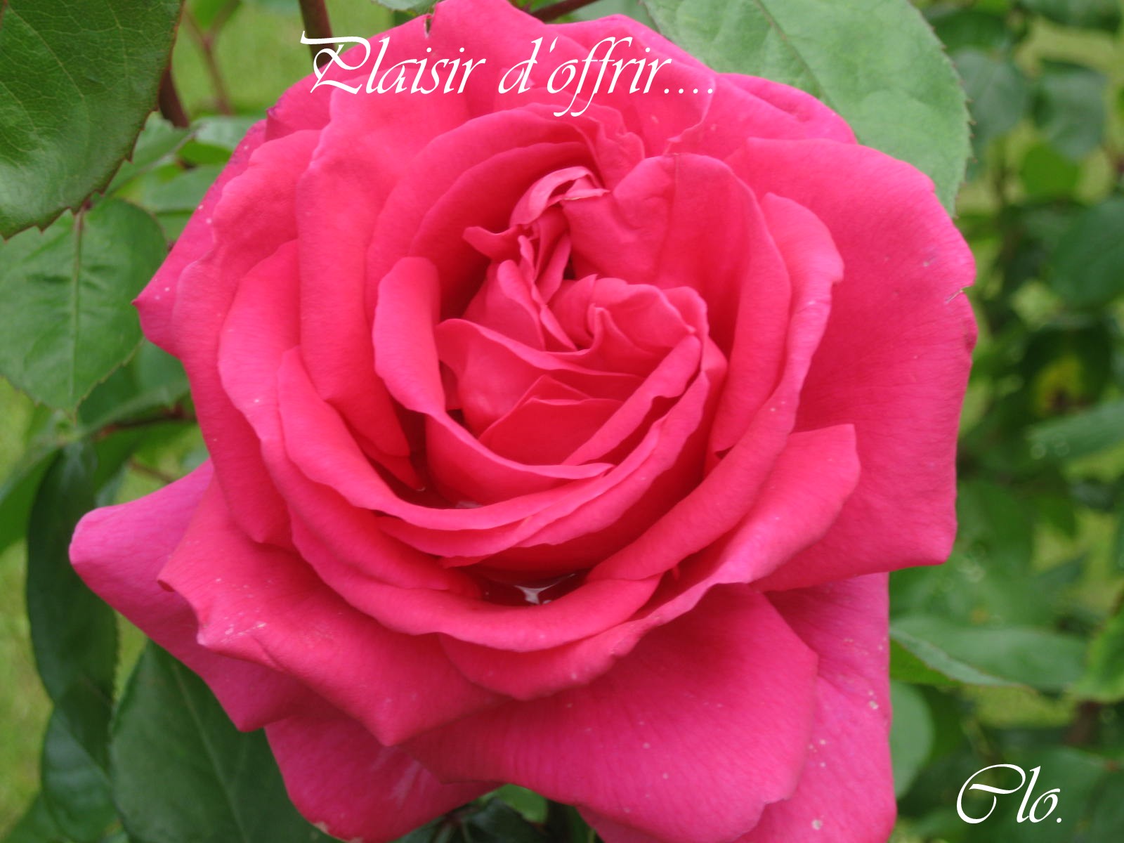 voir l'image en taille réelle