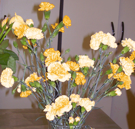 Image h�berg�e par Casimages.com : votre h�bergeur d images simple et gratuit