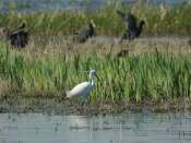 Aigrette