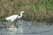 Aigrette