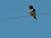 Hirondelle