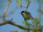 Mésange