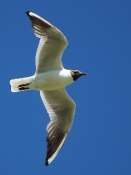 mouette_rieuse_1