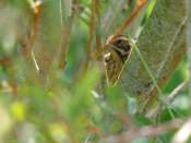 bruant_des_roseaux1