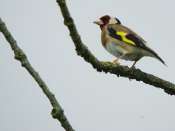 chardonneret_1