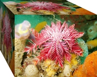 Image hébergée par Casimages.com: gigli di mare