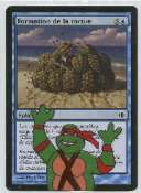 tortue