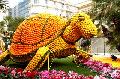 TORTUE