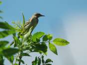 pipit_arbres_1