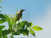 pipit_arbres_2