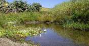OUED
