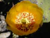 FLORE