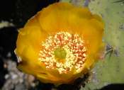 FLORA