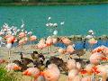 FLAMANTS