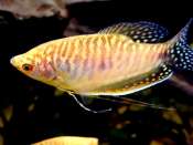 Gourami