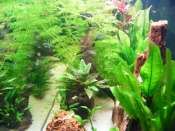 Aquarium