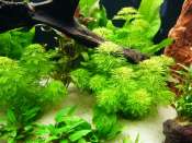 Aquarium