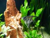 Aquarium