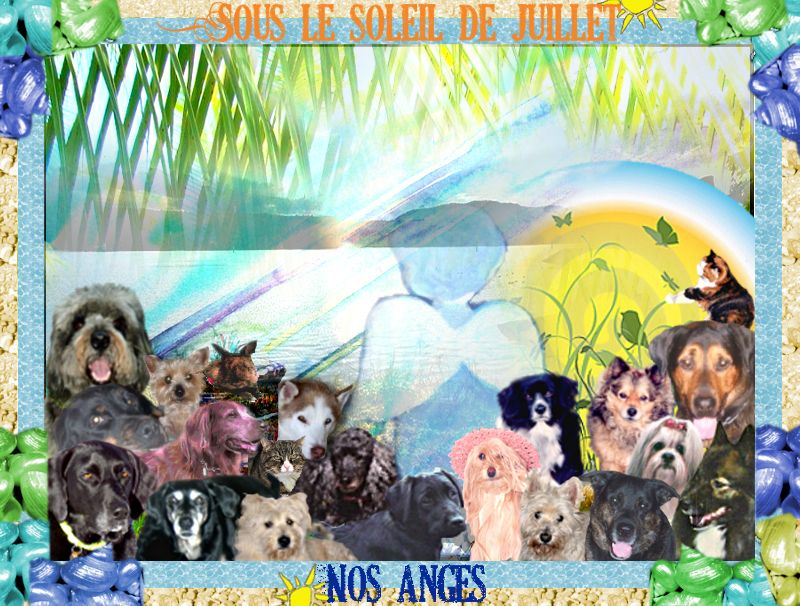 Le chien, meilleur ami de l'homme
