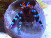 Calcinus