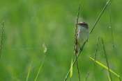 phragmite