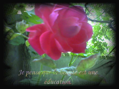 voir l'image en taille réelle