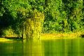 saule