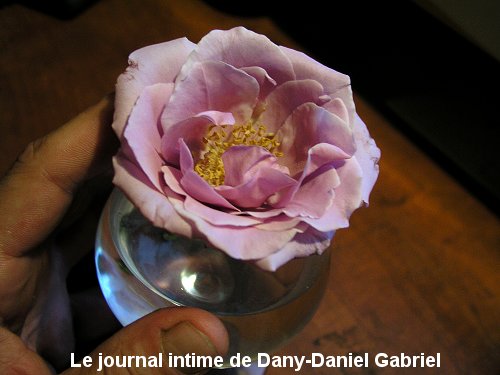 rose mauve coupe cognac