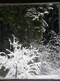 neige