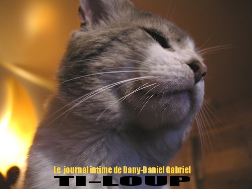 chat,ti loup