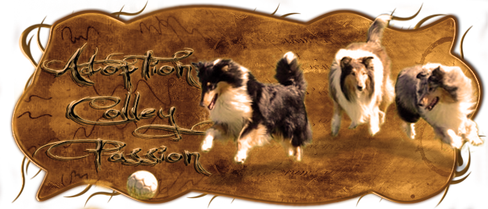Adoption Colley Passion
