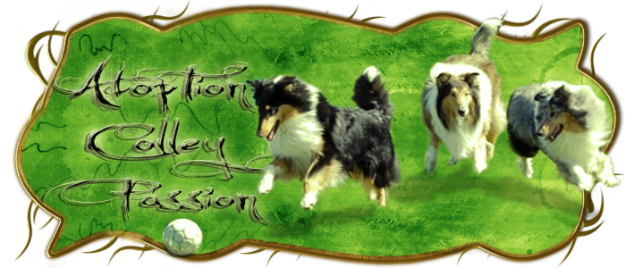 Adoption Colley Passion