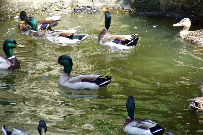 http://nsm01.casimages.com/img/2009/07/06/090706114958616714024754.jpg