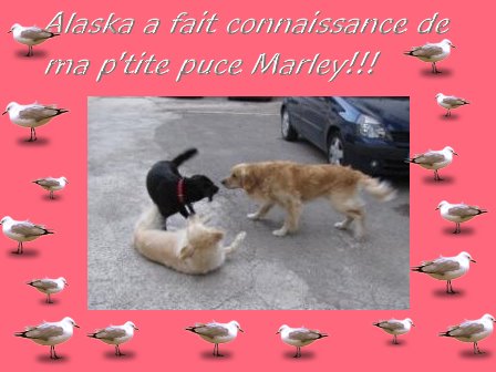 voir l'image en taille r�elle