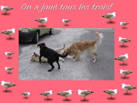 voir l'image en taille r�elle