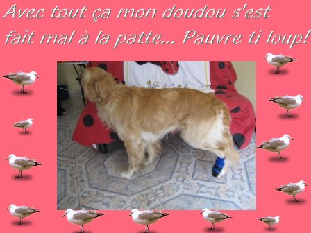 voir l'image en taille r�elle