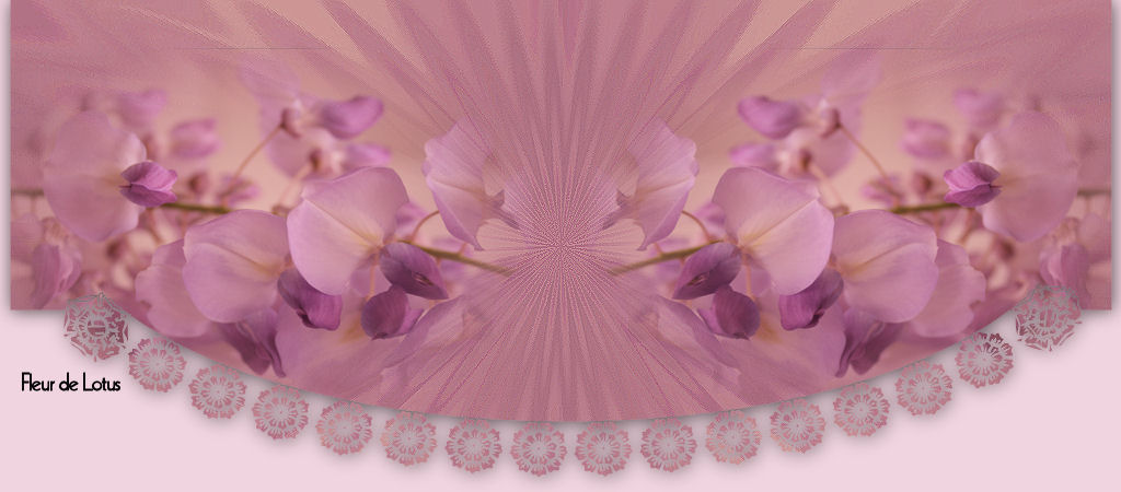 top orchid&eacute;e