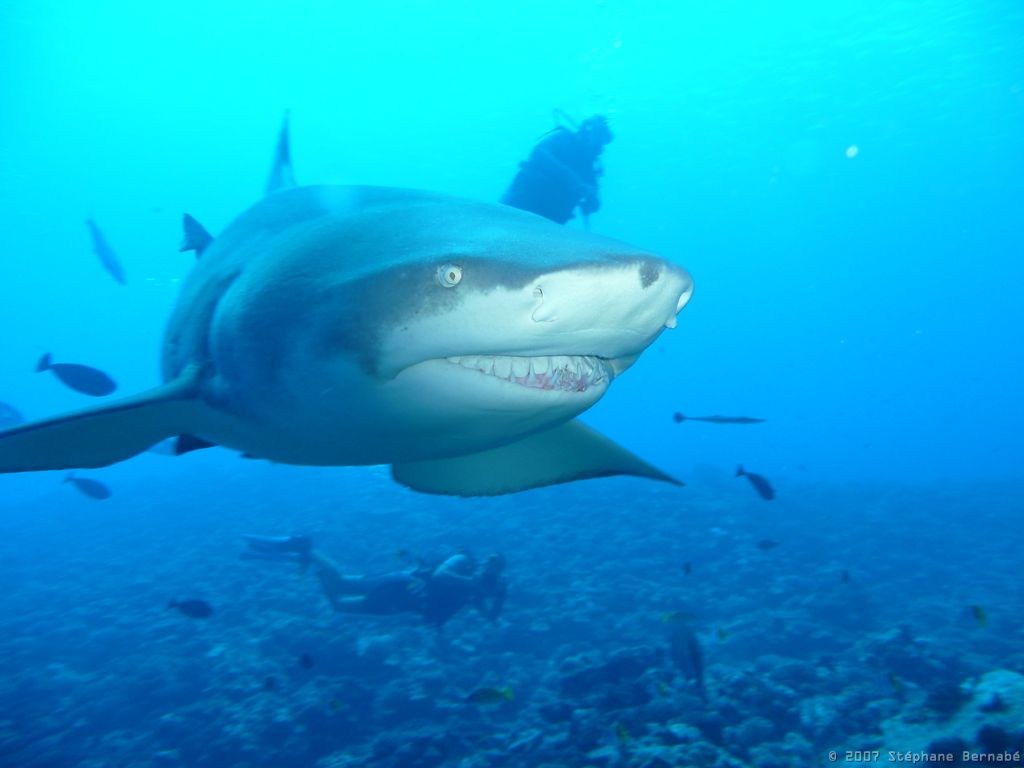 Requin citron, Bora Bora, 12 septembre 