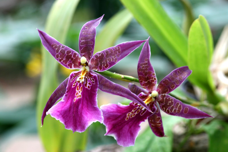 Orhide singe, exotique et... ? 07121808413846221527081