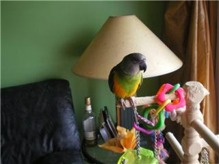 Pablo1