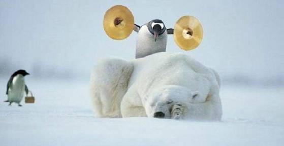ours & pingouin farceur
