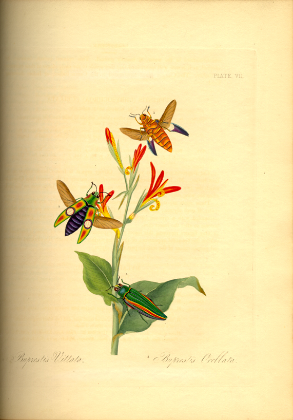 Buprestis