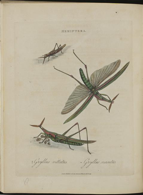 gryllus