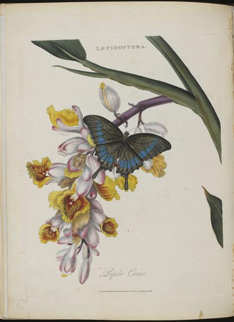 papilio crino